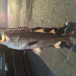 エビ撒き、イソメ、72cmのスズキゲット！！