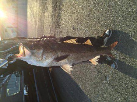 エビ撒き、イソメ、72cmのスズキゲット！！