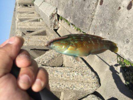 のべ竿を使いたくて使いたくて！