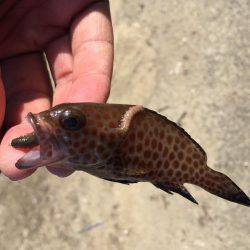 ちょい投げ釣り