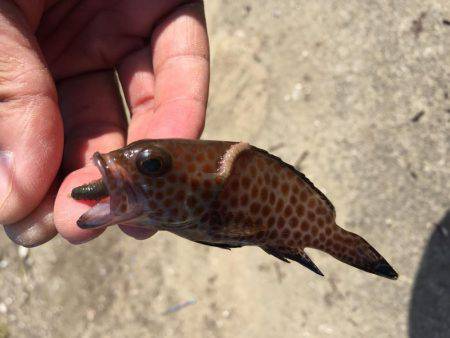 ちょい投げ釣り