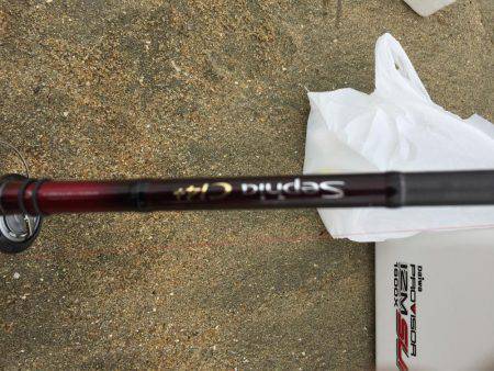 キスが釣りたい