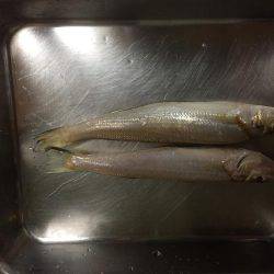 淡路島キス釣り＋いつもの…