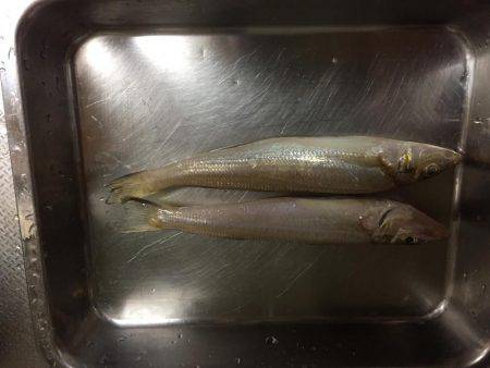 淡路島キス釣り＋いつもの…