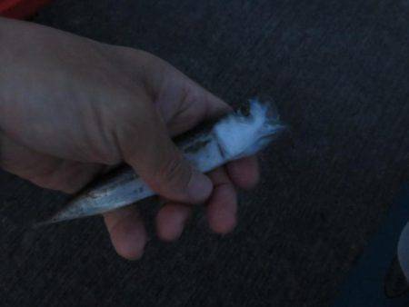 噂の勝浦港は小物ばかり・・・