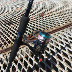 通った甲斐がありました、春イカ