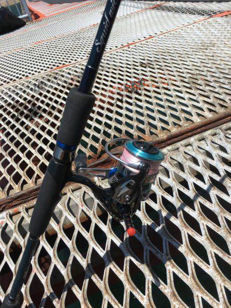 通った甲斐がありました、春イカ