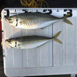 小浜の筏でショアジギ