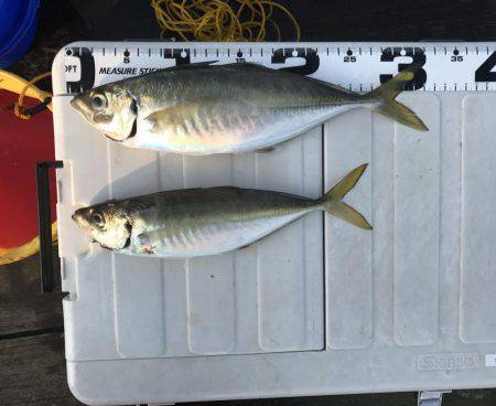 小浜の筏でショアジギ