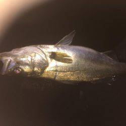 シーバス狙いのはずが