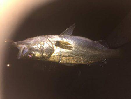 シーバス狙いのはずが