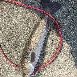 またまたシーバス狙いが