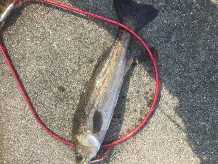 またまたシーバス狙いが