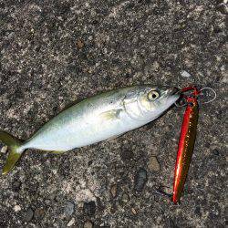 ライトショアジギング