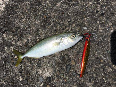 ライトショアジギング