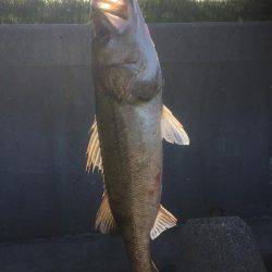 またまたシーバス