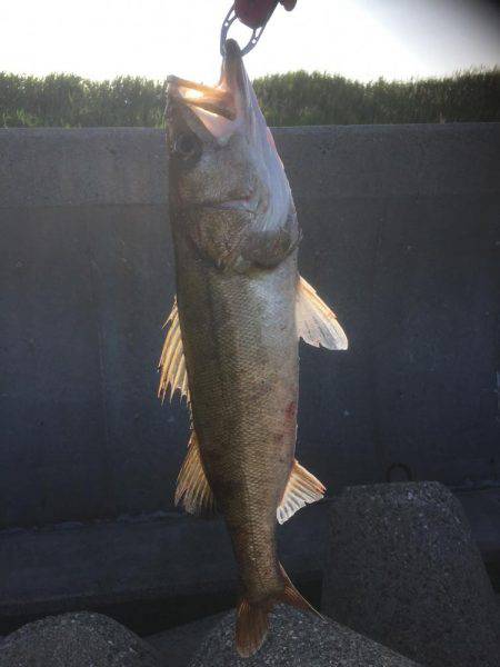 またまたシーバス