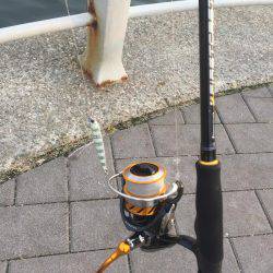 サイズちょい上がってきたかな