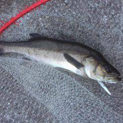 またまた仕事前に朝練シーバス