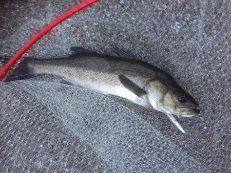 またまた仕事前に朝練シーバス