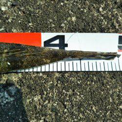 阿南市の大野突堤でマゴチ