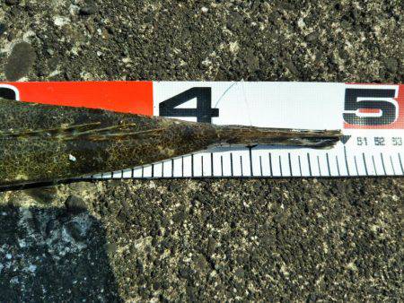 阿南市の大野突堤でマゴチ