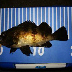 穴釣りのちメバリング