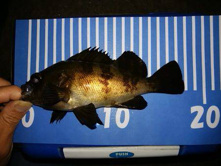 穴釣りのちメバリング