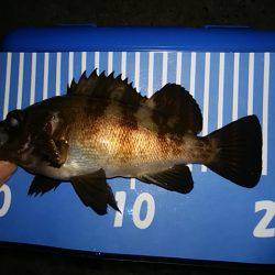 穴釣りのちメバリング