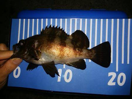 穴釣りのちメバリング