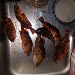 真夜中からの釣行