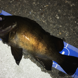 メバルプラッキング遠征