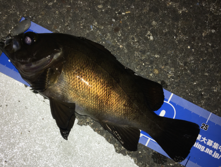 メバルプラッキング遠征