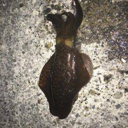 強風で夜まで我慢の釣り