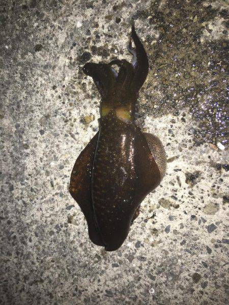 強風で夜まで我慢の釣り