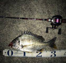 メバルがダメならチニングで