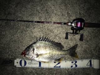 メバルがダメならチニングで