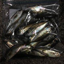 アジング&ジギング