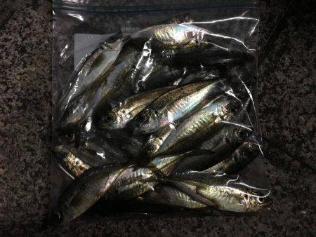 アジング&ジギング