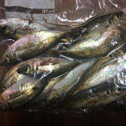 みなとみらい アジング