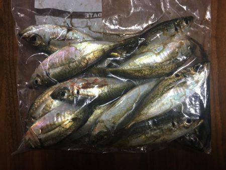 みなとみらい アジング