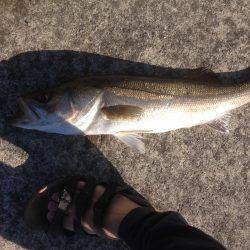 ツバスファイブにシーバスワン