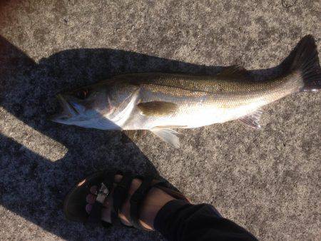 ツバスファイブにシーバスワン