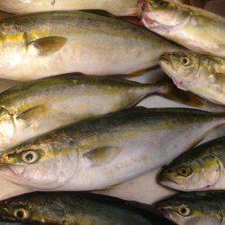 ツバス14午後の部