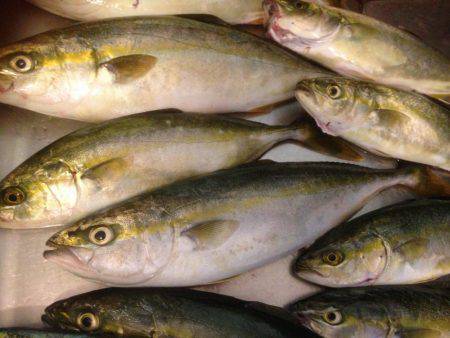 ツバス14午後の部