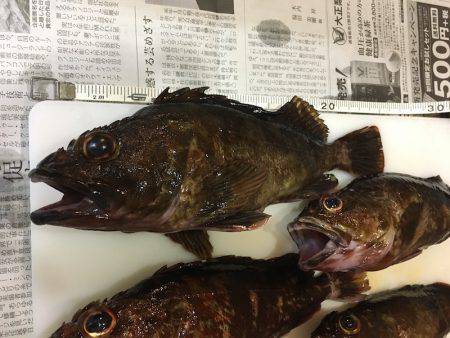 泉州ライトワインド