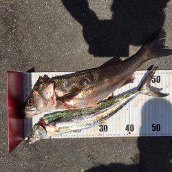 武庫川一文字でシーバス・サゴシ