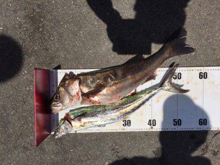 武庫川一文字でシーバス・サゴシ