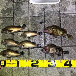 メバル釣れました！