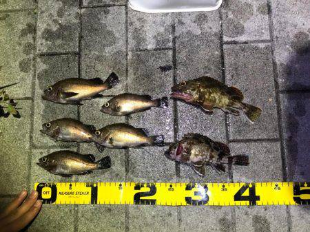 メバル釣れました！